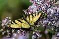 Eastern Tiger Swallowtail Butterfly Sipping Nectar from the Accommodating Flower Royalty Free Stock Photo