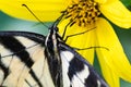 Eastern Tiger Swallowtail Butterfly Sipping Nectar from the Accommodating Flower Royalty Free Stock Photo