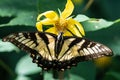 Eastern Tiger Swallowtail Butterfly Sipping Nectar from the Accommodating Flower Royalty Free Stock Photo