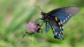 Eastern Tiger Swallowtail Butterfly Sipping Nectar from the Accommodating Flower Royalty Free Stock Photo