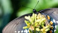 Eastern Tiger Swallowtail Butterfly Sipping Nectar from the Accommodating Flower Royalty Free Stock Photo