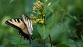 Eastern Tiger Swallowtail Butterfly Sipping Nectar from the Accommodating Flower Royalty Free Stock Photo