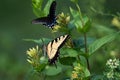 Eastern Tiger Swallowtail Butterfly Sipping Nectar from the Accommodating Flower Royalty Free Stock Photo