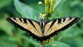 Eastern Tiger Swallowtail Butterfly Sipping Nectar from the Accommodating Flower Royalty Free Stock Photo