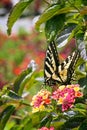 Eastern tiger swallowtail butterfly sipping nectar from latana flower blossoms