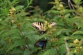 Eastern Tiger Swallowtail Butterfly and Spicebush Swallowtail Butterfly on a flower Royalty Free Stock Photo