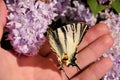 Eastern tiger swallowtail butterfly in spring in garden with purple flowers of syringa lilac tree. Butterfly sitting on hand. Royalty Free Stock Photo