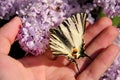 Eastern tiger swallowtail butterfly in spring in garden with purple flowers of syringa lilac tree. Butterfly sitting on hand. Royalty Free Stock Photo