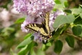 Eastern tiger swallowtail butterfly in spring in garden with purple flowers of syringa lilac tree. Spring season. Royalty Free Stock Photo