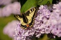 Eastern tiger swallowtail butterfly in spring in garden with purple flowers of syringa lilac tree. Spring season. Royalty Free Stock Photo