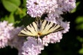 Eastern tiger swallowtail butterfly in spring in garden with purple flowers of syringa lilac tree. Spring season. Royalty Free Stock Photo