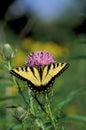 Eastern Tiger Swallowtail   55879 Royalty Free Stock Photo