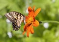 Eastern Tiger Swallowtail Butterfly On Tithonia Rotundifolia