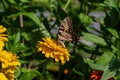 Eastern Tiger Swallowtail butterfly on yellow Zinnia flower. Royalty Free Stock Photo