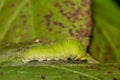 Eastern Tiger Swallowtail Caterpillar Royalty Free Stock Photo