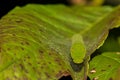 Eastern Tiger Swallowtail Caterpillar Royalty Free Stock Photo