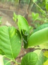 Eastern tiger swallowtail caterpillar hiding among the leaves Royalty Free Stock Photo