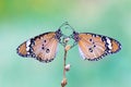 Two plain tiger butterflies perched on the flower plant Royalty Free Stock Photo