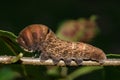 Eastern Tiger Swallowtail Caterpillar - Papilio glaucus Royalty Free Stock Photo