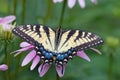 Eastern Tiger Swallowtail on Coneflower Royalty Free Stock Photo