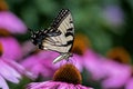 Eastern tiger swallowtail on Echinacea flower.