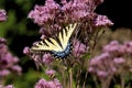 Eastern Tiger Swallowtail Female   604873 Royalty Free Stock Photo