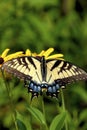 Eastern Tiger Swallowtail  Female   602066 Royalty Free Stock Photo