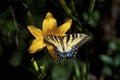 Eastern Tiger Swallowtail Female   815608 Royalty Free Stock Photo