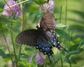 Eastern Tiger Swallowtail Female on Clover