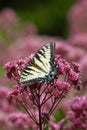 Eastern Tiger Swallowtail II - Papilio glaucus - on Joe Pye weed