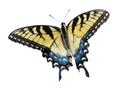 Eastern tiger swallowtail isolated