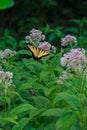 Eastern Tiger Swallowtail on Joe-Pye Weed Royalty Free Stock Photo