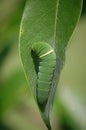 Eastern Tiger Swallowtail Caterpillar