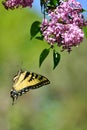 Eastern Tiger Swallowtail in mid air and pink lilac High Park Royalty Free Stock Photo