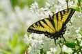 Eastern Tiger Swallowtail on mock orange blossoms High Park Royalty Free Stock Photo