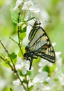 Eastern Tiger Swallowtail on mock orange blossoms High Park Royalty Free Stock Photo