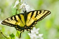 Eastern Tiger Swallowtail on mock orange blossoms High Park Royalty Free Stock Photo