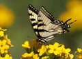 Eastern Tiger Swallowtail nectaring on Hoary Puccoon
