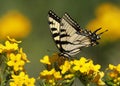 Eastern Tiger Swallowtail nectaring on Hoary Puccoon