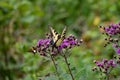 An Eastern Tiger Swallowtail and New England Aster