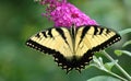 Eastern Tiger Swallowtail