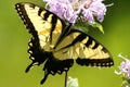 Eastern Tiger Swallowtail (Papilio glaucas) Royalty Free Stock Photo