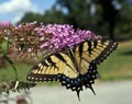 Eastern Tiger Swallowtail (Papilio glaucus)