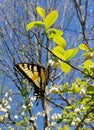 Eastern Tiger Swallowtail Papilio glaucus Butterfly on Blueberry Bush Royalty Free Stock Photo