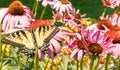 Eastern Tiger Swallowtail on purple coneflower Royalty Free Stock Photo