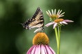 Eastern Tiger Swallowtail Butterfly on Pink Echinacea flower green background