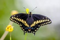 Eastern tiger swallowtail, Papilio glaucus Royalty Free Stock Photo