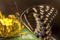 Eastern tiger swallowtail, Papilio glaucus