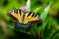 Eastern tiger swallowtail (Papilio glaucus)