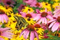 Eastern Tiger Swallowtail, Papilio glaucus on purple coneflower Royalty Free Stock Photo